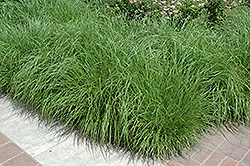 Fountain Grass (Pennisetum alopecuroides) at Glasshouse Nursery