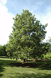 Hedge Maple (Acer campestre) at Glasshouse Nursery