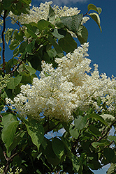 Ivory Silk Tree Lilac (tree form) (Syringa reticulata 'Ivory Silk (tree form)') at Glasshouse Nursery