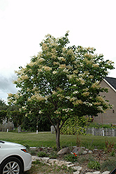 Japanese Tree Lilac (Syringa reticulata) at Glasshouse Nursery