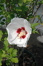 Red Heart Rose Of Sharon (Hibiscus syriacus 'Red Heart') at Glasshouse Nursery