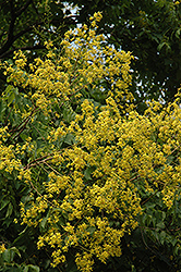 Golden Rain Tree (Koelreuteria paniculata) at Glasshouse Nursery