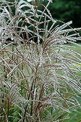 Huron Sunrise Maiden Grass (Miscanthus sinensis 'Huron Sunrise') at Glasshouse Nursery