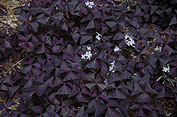 Purple Shamrock (Oxalis regnellii 'Triangularis') at Glasshouse Nursery