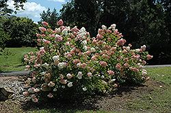 Vanilla Strawberry Hydrangea (Hydrangea paniculata 'Renhy') at Glasshouse Nursery