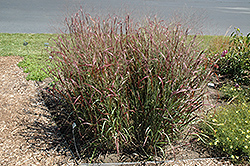 Prairie Fire Red Switch Grass (Panicum virgatum 'Prairie Fire') at Glasshouse Nursery