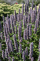Blue Fortune Anise Hyssop (Agastache 'Blue Fortune') at Glasshouse Nursery
