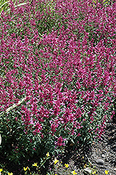 Rosie Posie Hyssop (Agastache 'Rosie Posie') at Glasshouse Nursery