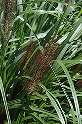 Red Head Fountain Grass (Pennisetum alopecuroides 'Red Head') at Glasshouse Nursery