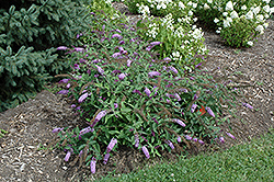 Flutterby Lavender Butterfly Bush (Buddleia davidii 'Podaras 11') at Glasshouse Nursery