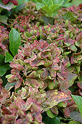 Pistachio Hydrangea (Hydrangea macrophylla 'Horwack') at Glasshouse Nursery
