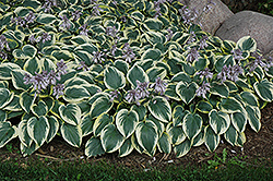 First Frost Hosta (Hosta 'First Frost') at Glasshouse Nursery