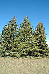 White Spruce (Picea glauca) at Glasshouse Nursery