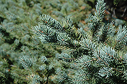 White Spruce (Picea glauca) at Glasshouse Nursery