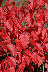 Amur Maple (Acer ginnala) at Glasshouse Nursery