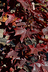 Crimson Sunset Maple (Acer 'JFS-KW202') at Glasshouse Nursery