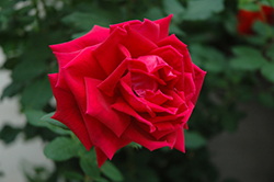 Crimson Glory Rose (Rosa 'Crimson Glory') at Glasshouse Nursery
