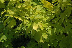Princeton Gold Maple (Acer platanoides 'Princeton Gold') at Glasshouse Nursery