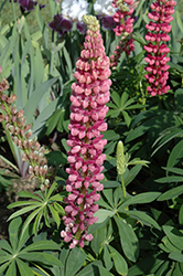 Popsicle Pink Lupine (Lupinus 'Popsicle Pink') at Glasshouse Nursery