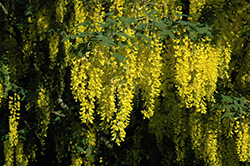 Vossii Laburnum (Laburnum x watereri 'Vossii') at Glasshouse Nursery