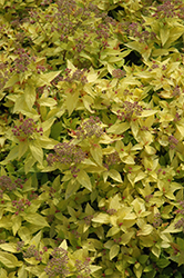 Dakota Goldcharm Spirea (Spiraea japonica 'Mertyann') at Glasshouse Nursery