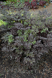 Black Negligee Bugbane (Cimicifuga racemosa 'Black Negligee') at Glasshouse Nursery