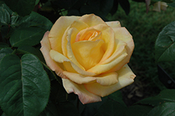 Gold Medal Rose (Rosa 'AROyqueli') at Glasshouse Nursery