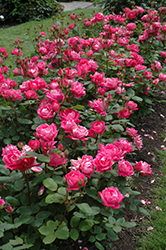 Double Knock Out Rose (Rosa 'Radtko') at Glasshouse Nursery