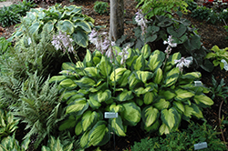 Captain Kirk Hosta (Hosta 'Captain Kirk') at Glasshouse Nursery