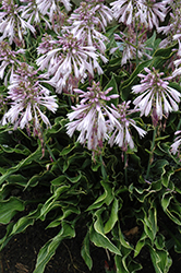 Praying Hands Hosta (Hosta 'Praying Hands') at Glasshouse Nursery
