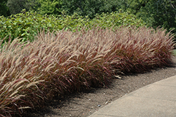 Purple Fountain Grass (Pennisetum setaceum 'Rubrum') at Glasshouse Nursery