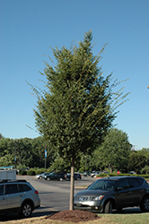 Green Vase Zelkova (Zelkova serrata 'Green Vase') at Glasshouse Nursery