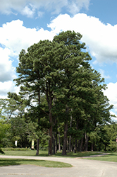 Austrian Pine (Pinus nigra) at Glasshouse Nursery