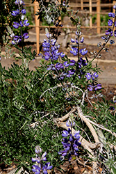 Silver Bush Lupine (Lupinus albifrons) at Glasshouse Nursery