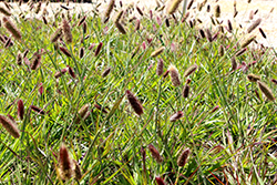 Red Bunny Tails Fountain Grass (Pennisetum massaicum) at Glasshouse Nursery