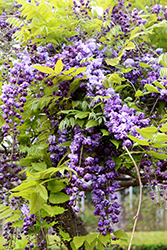 Double Black Dragon Wisteria (Wisteria floribunda 'Double Black Dragon') at Glasshouse Nursery