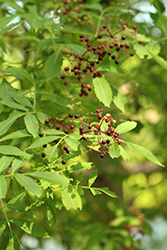 American Elder (Sambucus canadensis) at Glasshouse Nursery