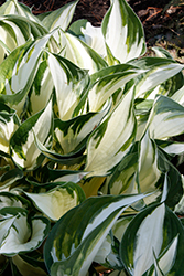 Fire and Ice Hosta (Hosta 'Fire and Ice') at Glasshouse Nursery
