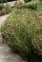 Butterfly Gaura (Gaura lindheimeri) at Glasshouse Nursery