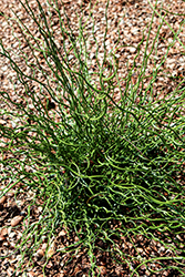 Curly Wurly Corkscrew Rush (Juncus effusus 'Curly Wurly') at Glasshouse Nursery