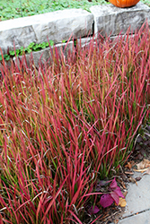 Red Baron Japanese Blood Grass (Imperata cylindrica 'Red Baron') at Glasshouse Nursery