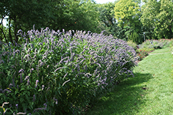Blue Fortune Anise Hyssop (Agastache 'Blue Fortune') at Glasshouse Nursery
