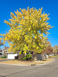Silver Maple (Acer saccharinum) at Glasshouse Nursery