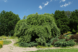 Weeping White Pine (Pinus strobus 'Pendula') at Glasshouse Nursery