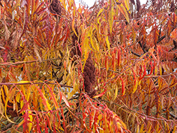 Tiger Eyes Sumac (Rhus typhina 'Bailtiger') at Glasshouse Nursery