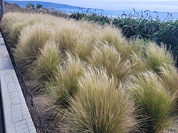 Mexican Feather Grass (Nassella tenuissima) at Glasshouse Nursery