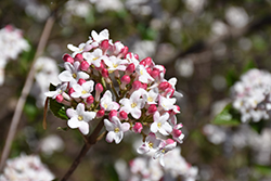 Mohawk Viburnum (Viburnum x burkwoodii 'Mohawk') at Glasshouse Nursery