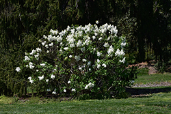 Betsy Ross Lilac (Syringa 'Betsy Ross') at Glasshouse Nursery