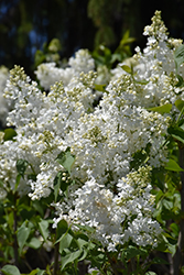 Betsy Ross Lilac (Syringa 'Betsy Ross') at Glasshouse Nursery