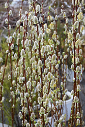 Pussy Willow (Salix discolor) at Glasshouse Nursery
